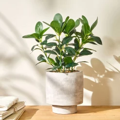Kunstplant in pot